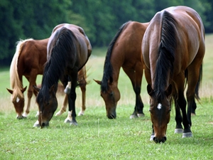 Horses Eating