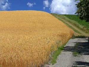 Wheat Field